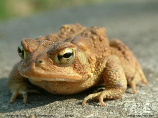 Frog large brown body black - a frog free wallpaper for desktop