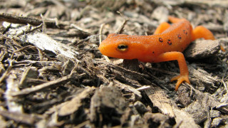 Small orange lizard wood chips - e. simms campbell free wallpaper