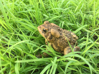 Frog grass camera background image - the background of the picture free wallpaper