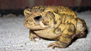 Small brown black frog brick - frog free wallpaper