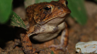Frog sitting ground plant rock - a frog free wallpaper for desktop