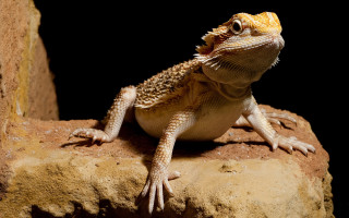 Lizard sitting rock mouth open - a black backdrop free wallpaper