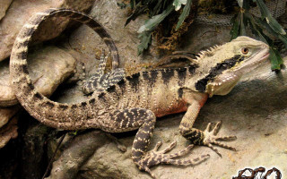 Lizard sitting rock sun smile - a lizard free wallpaper