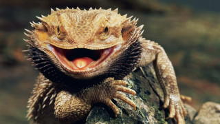 Lizard mouth open tongue out - its mouth open free wallpaper