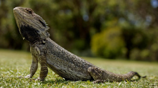 Lizard grass sky up blurry - a lizard free wallpaper