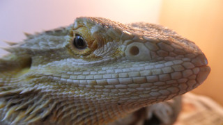 Lizard head closeup light background - closeup free wallpaper
