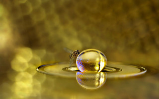Water bee drop blurry background - a bee free wallpaper