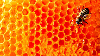 Bee honeycomb honey cells water - christopher williams free wallpaper