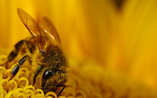 Bee yellow flower black spot - a yellow flower free wallpaper