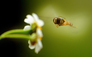 Bee flying over flower blurry - a bee free wallpaper