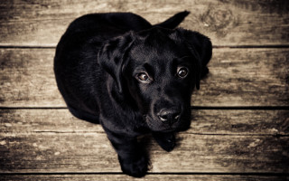 Black dog sitting wooden floor - a black dog free wallpaper