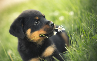 Puppy grass flower smelling blurry - a puppy free wallpaper for desktop