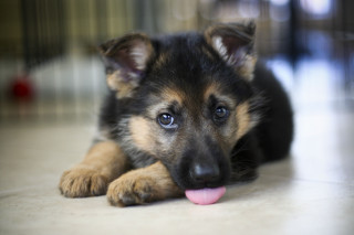 Puppy laying floor tongue out - a puppy free wallpaper for desktop