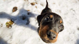 Dog looking up camera snow - wide len free wallpaper