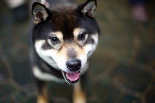 Dog tongue out looking up - chang daichien free wallpaper for desktop