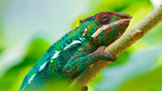Green red chameleon branch tree - neofauvism free wallpaper for desktop