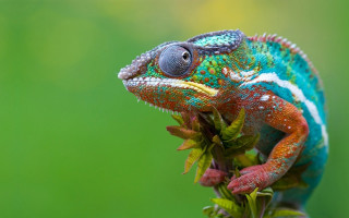 Colorful chameleon branch leaves mouth - free nature wallpaper