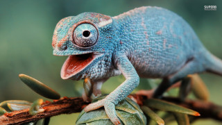 Blue chameleon sitting branch tongue - tongue free wallpaper for desktop