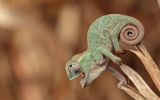 Green chameleon plant stem eyes - tongue free wallpaper for desktop