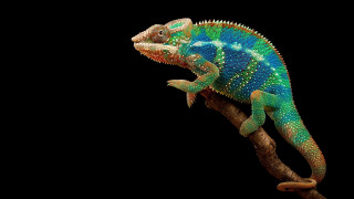 Colorful chameleon branch head turned - neofauvism free wallpaper