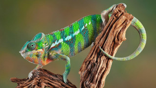 Green blue chameleon sitting branch - neofauvism free wallpaper for desktop
