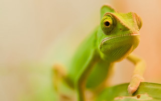 Green lizard sitting leaf sad - a green lizard free wallpaper for desktop