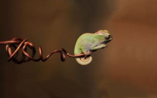 Green chameleon wire brown background - a wire free wallpaper for desktop