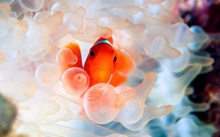 Clown fish anemone coral reef - a clown fish free wallpaper for desktop