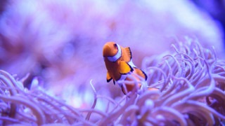 Clown fish swimming anemone sea 2 - a clown fish free wallpaper for desktop