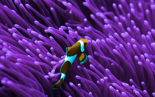 Sea anemone swimming purple sea - photograph free wallpaper for desktop