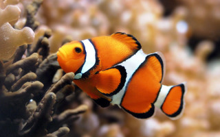 Clown fish aquarium corals background 3 - coral free wallpaper for desktop