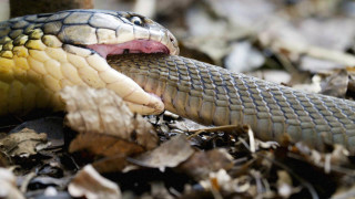 Snake tongue leaves ground tree - an illustration free wallpaper for desktop