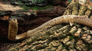 Snake tree branch moss trunk - an illustration free wallpaper for desktop