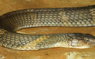 Snake curled rock smile camera - an illustration of free wallpaper for desktop