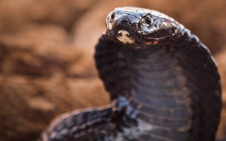 Snake curled ready strike mouth - ready free wallpaper