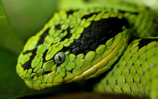 Green snake black spots leafy - its head and neck free wallpaper for desktop