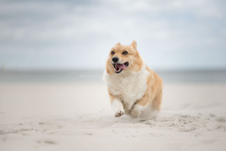 Dog running beach sky background - motion blur free wallpaper