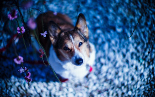 Dog flower carpet blue background - chang daichien free wallpaper for desktop