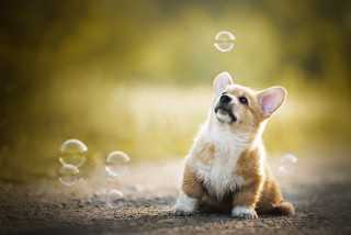 Small dog dirt road bubbles - a small dog free wallpaper for desktop