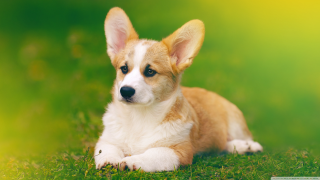 Small dog laying lush green - a lush green field of grass free wallpaper