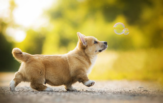 Small dog playing soap bubble - carl gustaf pilo free wallpaper for desktop