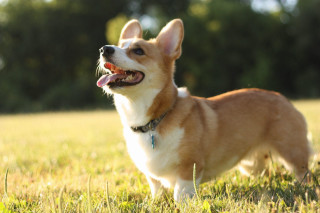 Small dog field tongue out - a small dog free wallpaper
