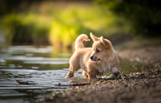 Small dog water edge stick - a small dog free wallpaper for desktop