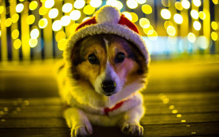 Dog santa hat wooden floor - warm free wallpaper