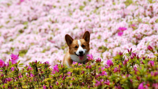 Dog sitting field flowers tongue 2 - cheerful free wallpaper for desktop