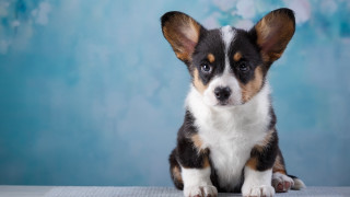 Small dog table blue background - a small dog free wallpaper for desktop