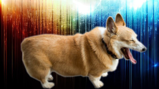 Dog mouth open colorful background - professional digital art free wallpaper