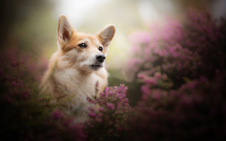 Dog looking camera field flowers - a field of flowers free wallpaper for desktop