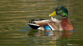 Duck yellow beak swimming pond 2 - the surface of the water free wallpaper