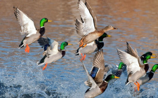 Flock of ducks flying over - over a body of water free wallpaper